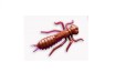 Crazy Fish Kasari 1,6'' 40mm/colour:12/smell:7 Squid & Shrimp/ 6 pcs