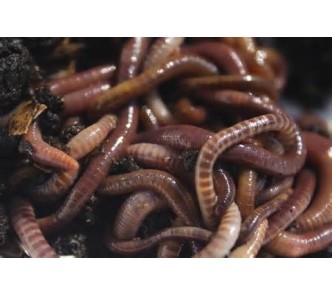 Fresh Worms Tub approx 50 warms ( Large tub )