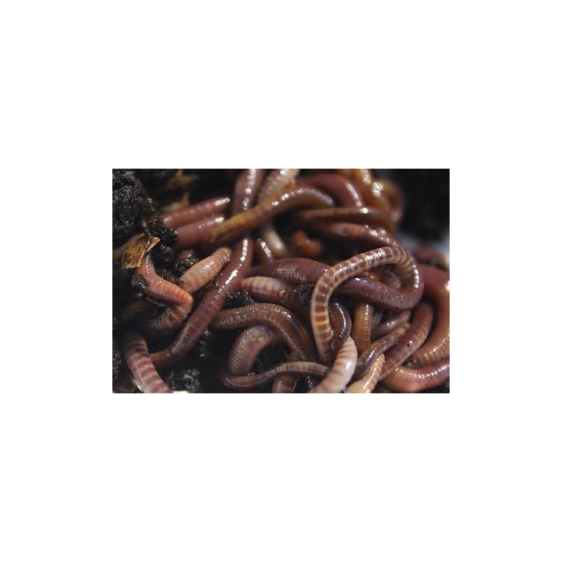 Fresh Worms Tub approx 50 warms ( Large tub )