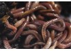Fresh Worms Tub approx 20 warms ( Small tub )