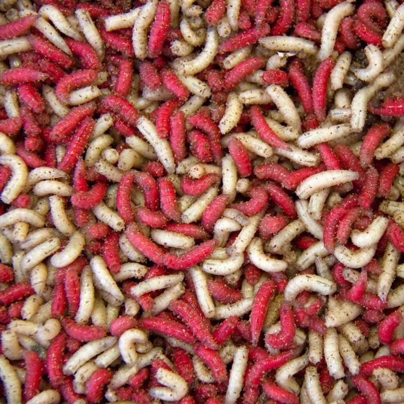 1 Pint Maggots Fresh Live Fishing Bait Reptile Feed Red, White, Mixed