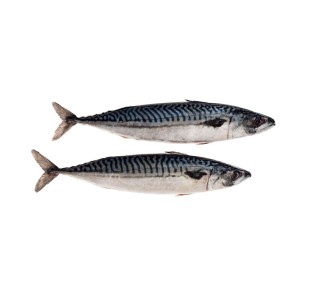 DeadBait Frozen Joey Mackerel 5pcs