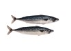 DeadBait Frozen Joey Mackerel 5pcs