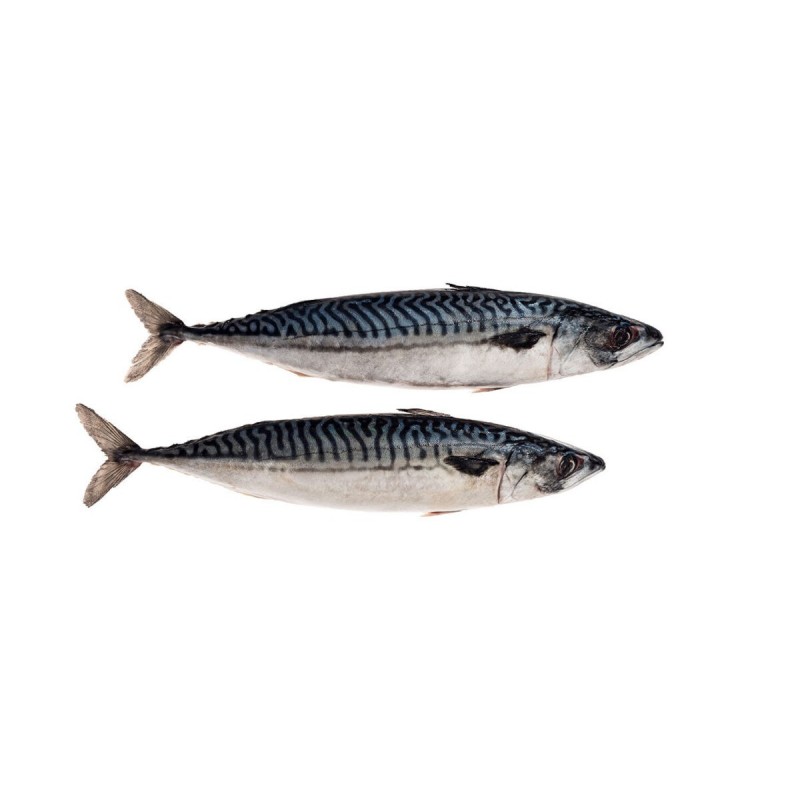 DeadBait Frozen Joey Mackerel 5pcs